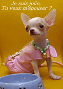 Petit chien mignon propose un mariage